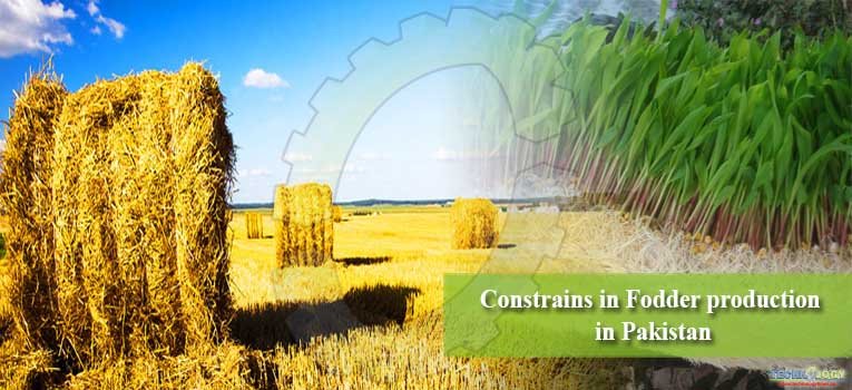 Constrains in Fodder production in Pakistan