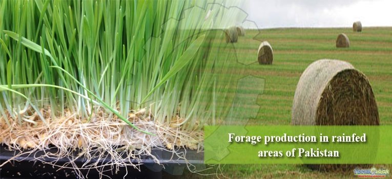 Forage production in rainfed areas of Pakistan