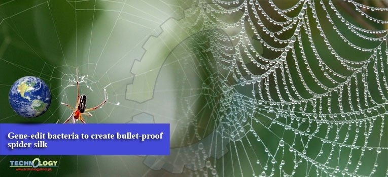 Gene-edit bacteria to create bullet-proof spider silk