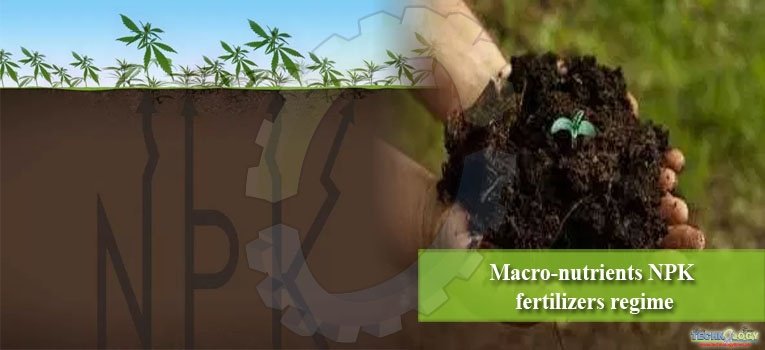Macro-nutrients NPK fertilizers regime