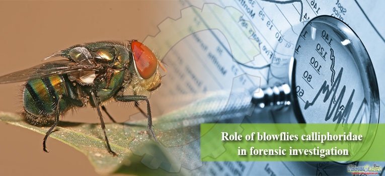 Role of blowflies calliphoridae in forensic investigation