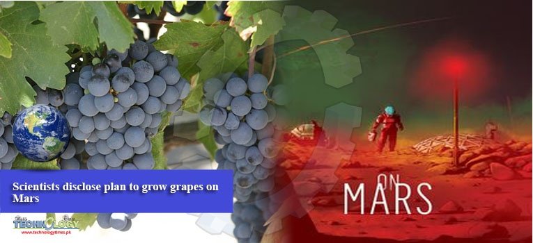 Scientists disclose plan to grow grapes on Mars