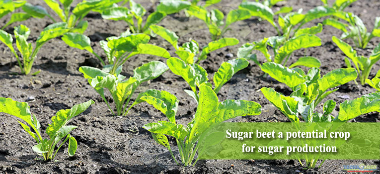 Sugar beet a potential crop for sugar production