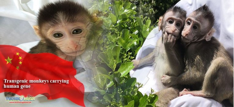 Transgenic monkeys carrying human gene