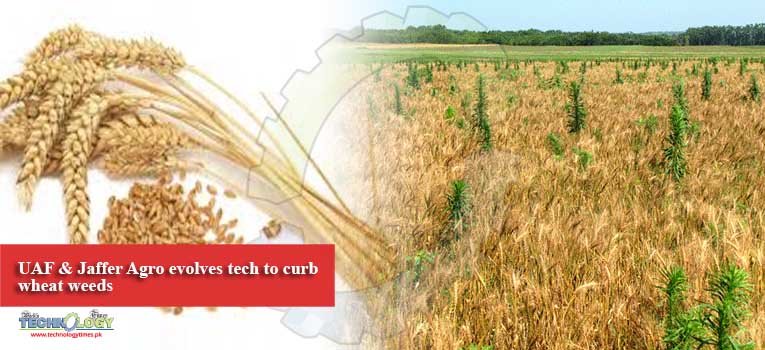 UAF & Jaffer Agro evolves tech to curb wheat weeds
