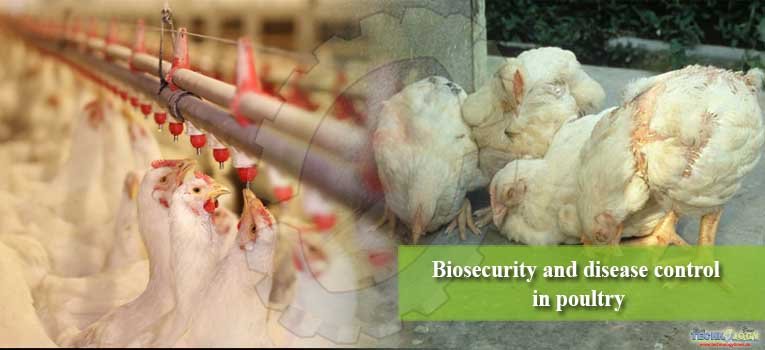 Biosecurity and disease control in poultry
