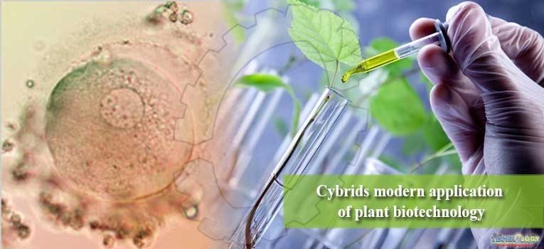 Cybrids modern application of plant biotechnology