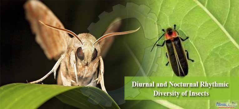 Diurnal and Nocturnal Rhythmic Diversity of Insects