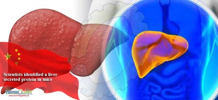 Scientists identified a liver-secreted protein in mice