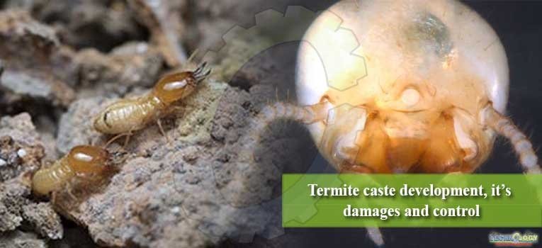 Termite caste development, it’s damages and control