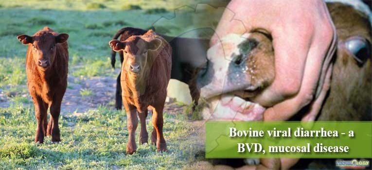 Bovine viral diarrhea - a BVD, mucosal disease