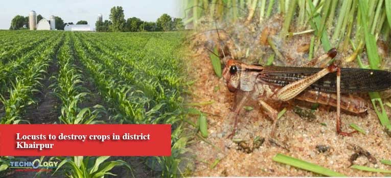 Locusts to destroy crops in district Khairpur