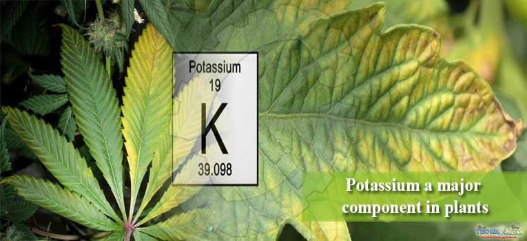 Potassium a major component in plants