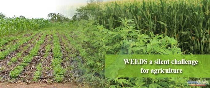 WEEDS a silent challenge for agriculture
