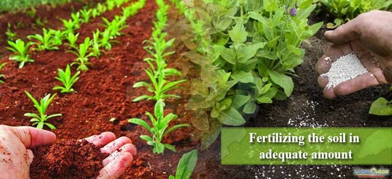Fertilizing the soil in adequate amount
