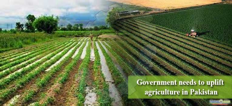 Government needs to uplift agriculture in Pakistan
