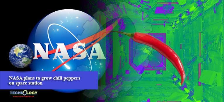 NASA plans to grow chili peppers on space station