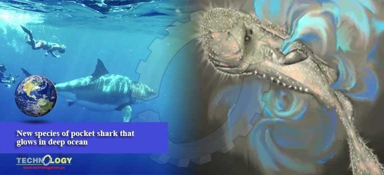 New species of pocket shark that glows in deep ocean