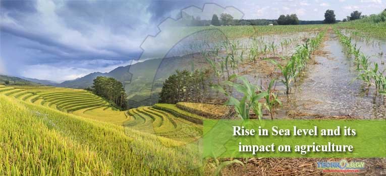 Rise in Sea level and its impact on agriculture