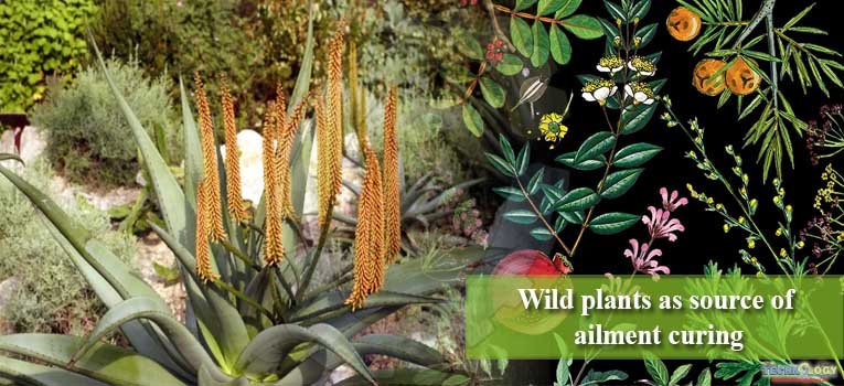 Wild plants as source of ailment curing