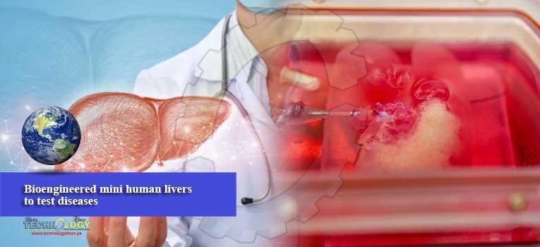 Bioengineered mini human livers to test diseases