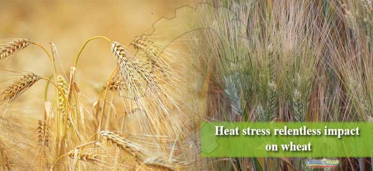 Heat stress relentless impact on wheat