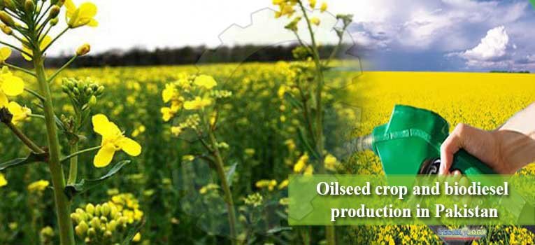 Oilseed crop and biodiesel production in Pakistan