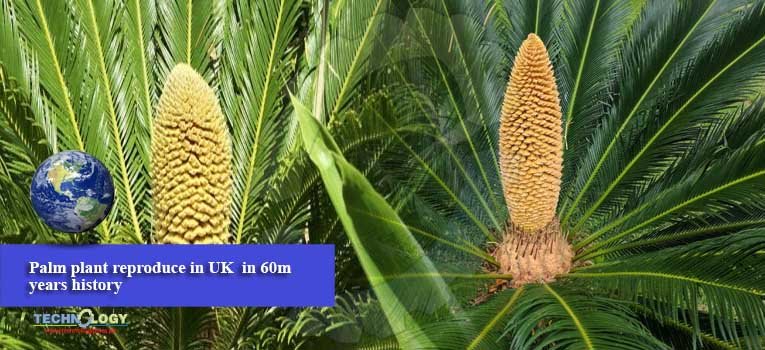 Palm plant reproduce in UK in 60m years history