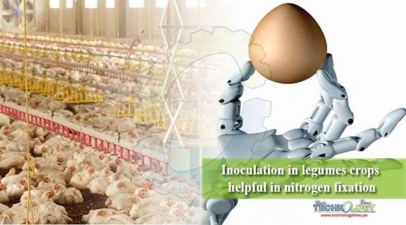 Artificial intelligence in poultry industry