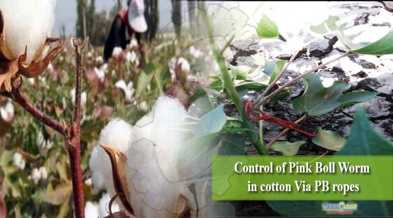 Control of Pink Boll Worm in cotton Via PB ropes