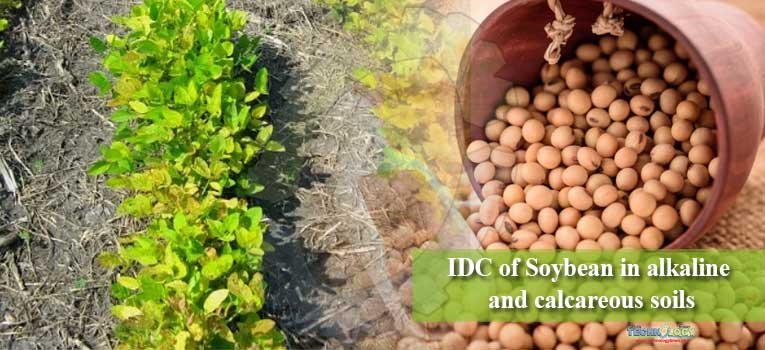IDC of Soybean in alkaline and calcareous soils