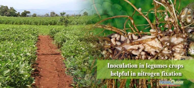 Inoculation in legumes crops helpful in nitrogen fixation