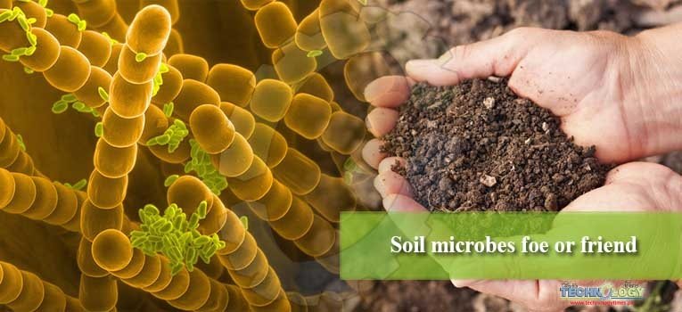 Soil microbes foe or friend