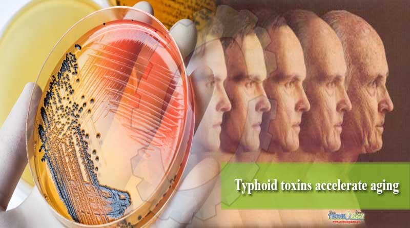 Typhoid toxins accelerate aging