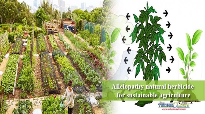 Allelopathy natural herbicide for sustainable agriculture