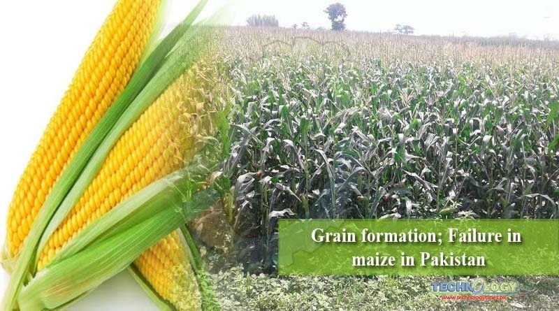 Grain formation; Failure in maize in Pakistan