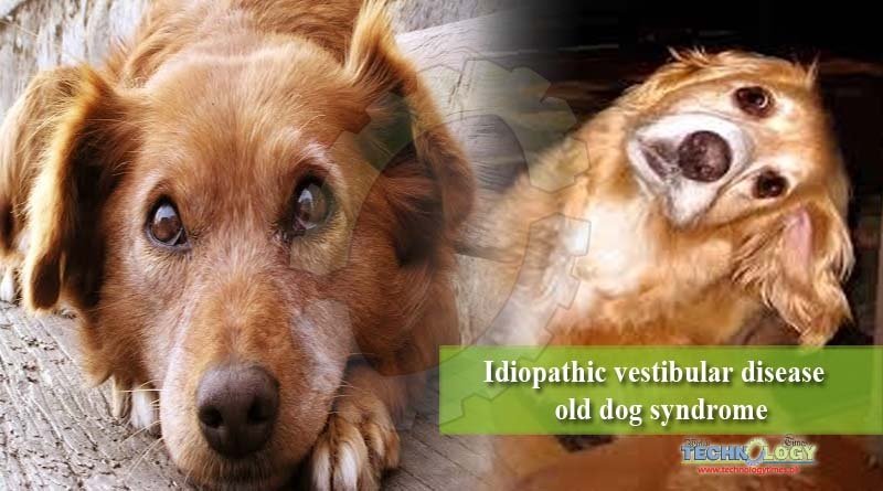 Idiopathic vestibular disease old dog syndrome