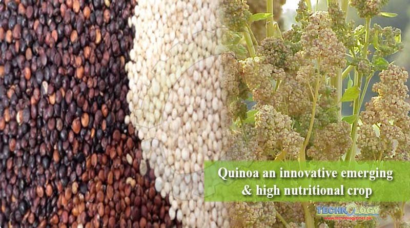 Quinoa an innovative emerging & high nutritional crop