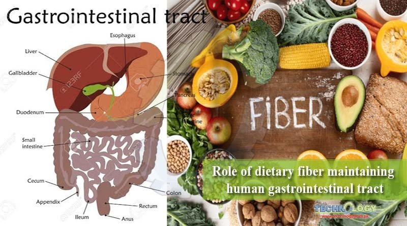 Role of dietary fiber maintaining human gastrointestinal tract