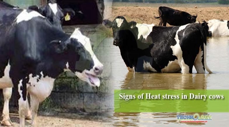 Signs of Heat stress in Dairy cows