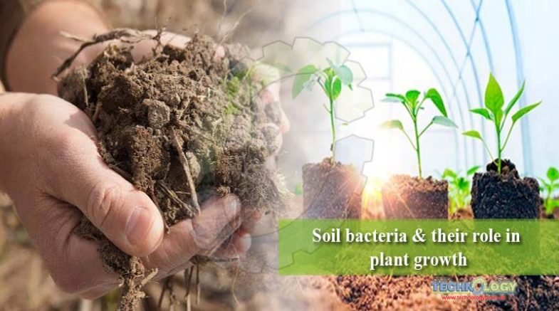 Soil bacteria & their role in plant growth