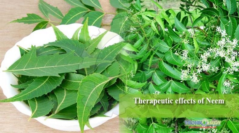 Therapeutic effects of Neem