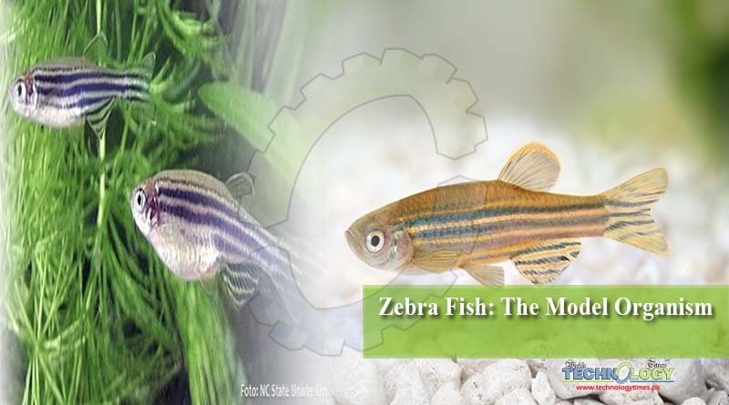 Zebra Fish: The Model Organism