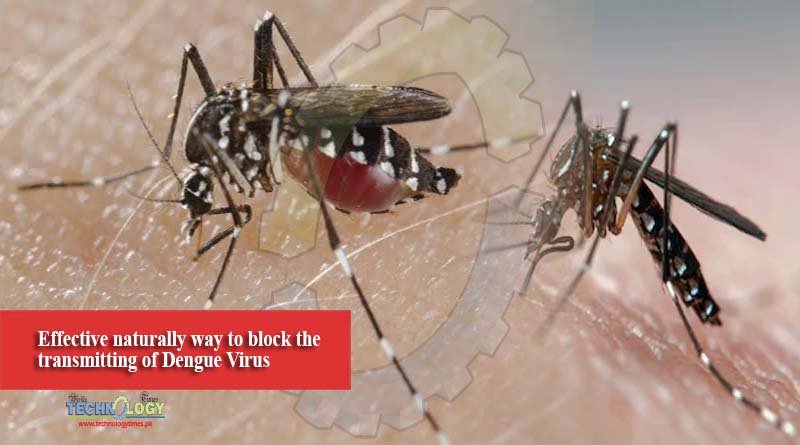Effective naturally way to block the transmitting of Dengue Virus
