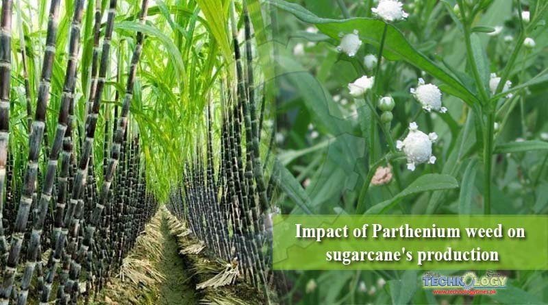 Impact of Parthenium weed on sugarcane's production