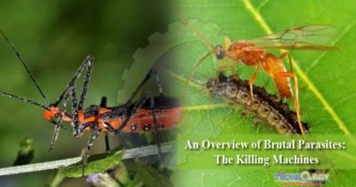 An Overview of Brutal Parasites: The Killing Machines