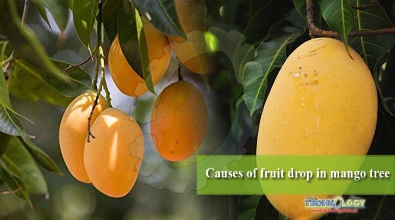 Causes of fruit drop in mango tree