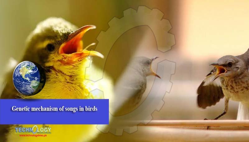 Genetic mechanism of songs in birds