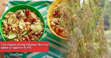 UAF scientists develop Pakistan's first ever quinoa Q7 approves by PSC
