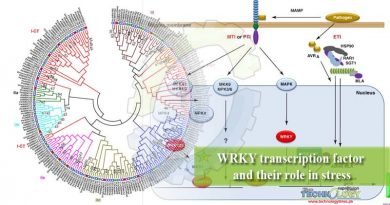 WRKY transcription factor and their role in stress